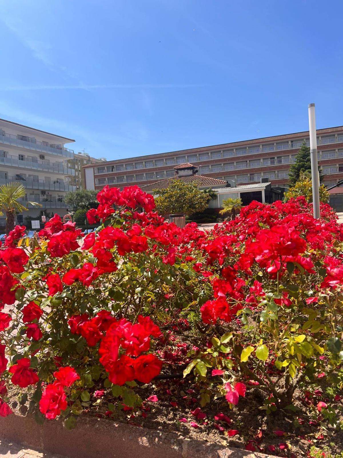 Apcostas Els Pins Lotus Apartment Blanes Exterior photo